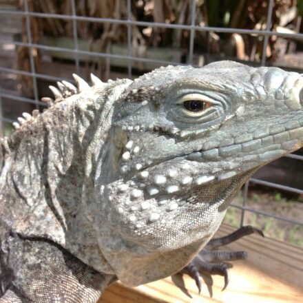 Cyclura Iguana