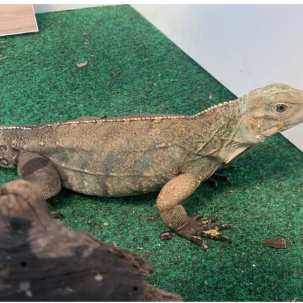 Cyclura Lewisi Hybrids