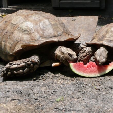 African Sulcata Adult Tortoise