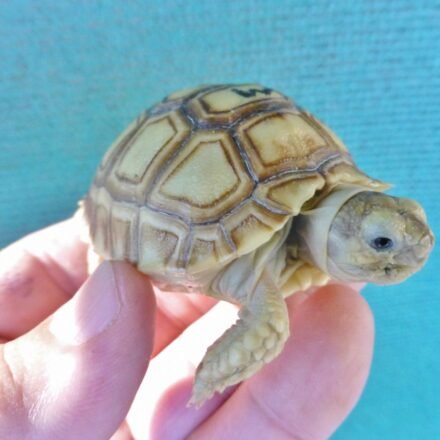 African Sulcata Hatchlings