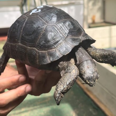 Aldabra Hatchlings