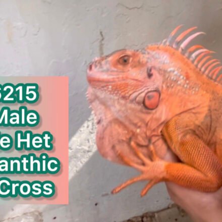 Red Axanthic/Hypo Double Het