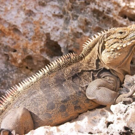 Cyclura Cuban