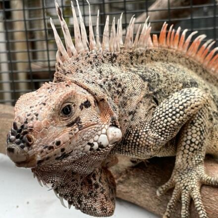 Rare Caribbean iguana