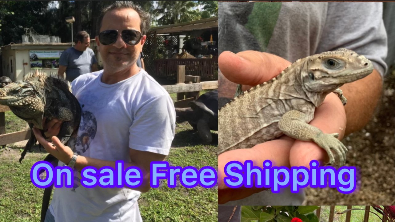 lewisionsalefreeshipping