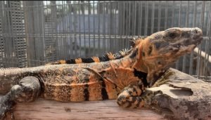 This is supposed to be a crimson buti t is a tiger orange 