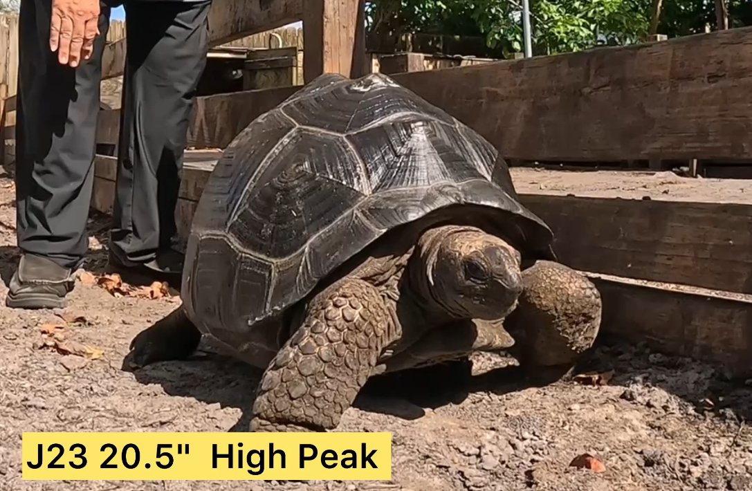 J23HighPeaktortoise