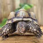 Tortoise